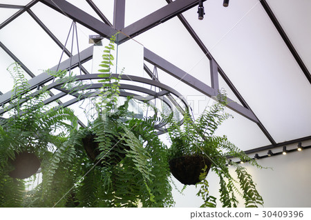 Hanging Green Plant Pot From Roof Hanging Green Plant Pot From Roof 30409396