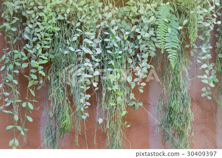 Hanging Green Plant Pot From Roof 30409397