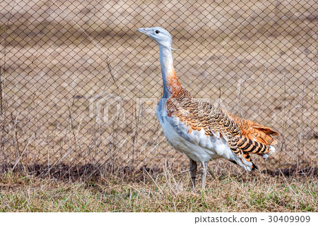 Great bustard or Otis tarda 30409909