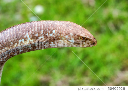Sheltopusik legless lizard or Pseudopus apodus Sheltopusik legless lizard or Pseudopus apodus 30409926