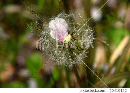 Dandelion and cherry blossom petals Dandelion and cherry blossom petals 30410152