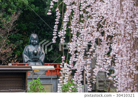 Bamboo statue of the Kyoto Senbon Shakado and cherry blossoms Bamboo statue of the Kyoto Senbon Shakado and cherry blossoms 30410321