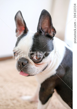 Pomeranian boston hot sale terrier