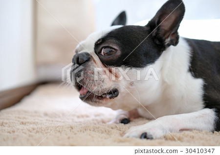 pomeranian boston terrier