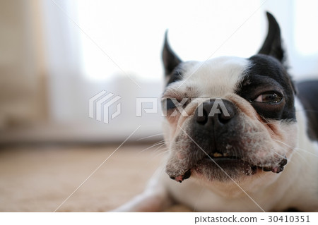 波士頓梗,博美犬,封面,貴賓犬,臘腸犬,狗跑,模型,毯子 波士頓梗,博美犬,封面,貴賓犬,臘腸犬,狗跑,模型,毯子 30410351