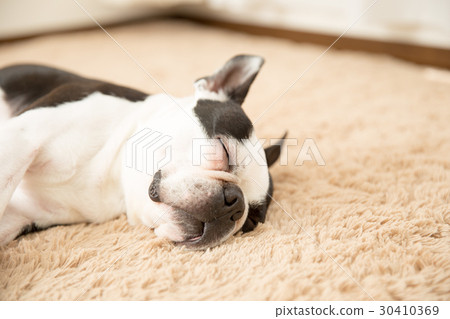 Boston Terrier, Pomeranian, Cover, Poodle, Dachshund, Dog Run, Model, Blanket Boston Terrier, Pomeranian, Cover, Poodle, Dachshund, Dog Run, Model, Blanket 30410369