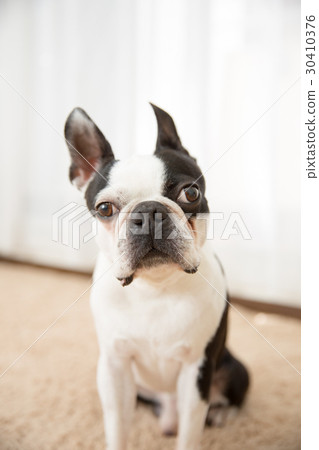 Pomeranian store boston terrier