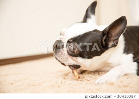 波士頓梗,博美犬,封面,貴賓犬,臘腸犬,狗跑,模型,毯子 波士頓梗,博美犬,封面,貴賓犬,臘腸犬,狗跑,模型,毯子 30410387