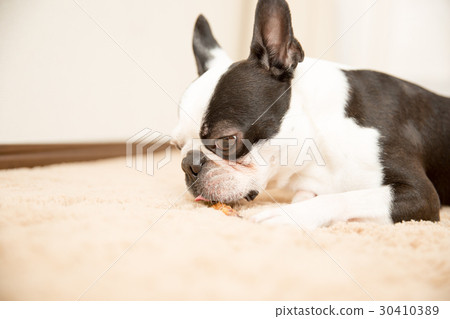 波士頓梗,博美犬,封面,貴賓犬,臘腸犬,狗跑,模型,毯子 波士頓梗,博美犬,封面,貴賓犬,臘腸犬,狗跑,模型,毯子 30410389