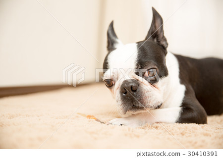 波士頓梗,博美犬,封面,貴賓犬,臘腸犬,狗跑,模型,毯子 波士頓梗,博美犬,封面,貴賓犬,臘腸犬,狗跑,模型,毯子 30410391