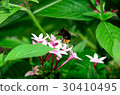 矮仙丹花與蜜蜂 30410495