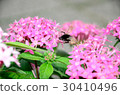 矮仙丹花與蜜蜂 30410496