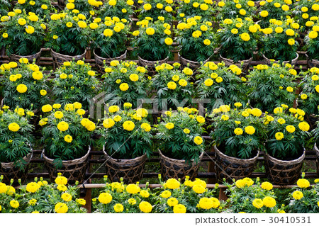 Yellow daisy flowers field in blooming time, SaDec 30410531