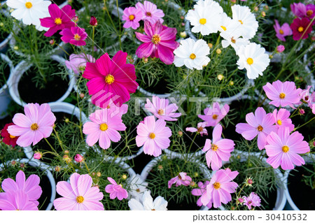Portulaca flowers at the garden in afternoon 30410532