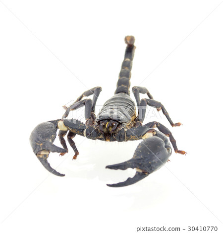 Scorpion isolated on white background Scorpion isolated on white background 30410770