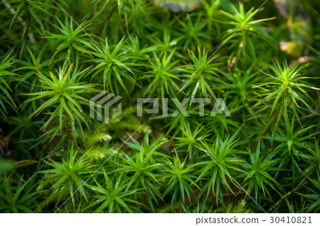 closeup of moss in the forest closeup of moss in the forest 30410821