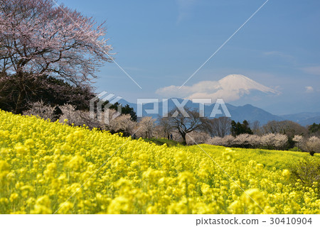 Mt. Fuji in early spring seen from the Shinobuku area Mt. Fuji in early spring seen from the Shinobuku area 30410904