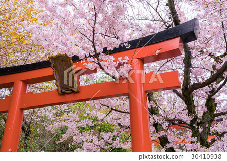京都竹中Inari寺廟櫻花 京都竹中Inari寺廟櫻花 30410938