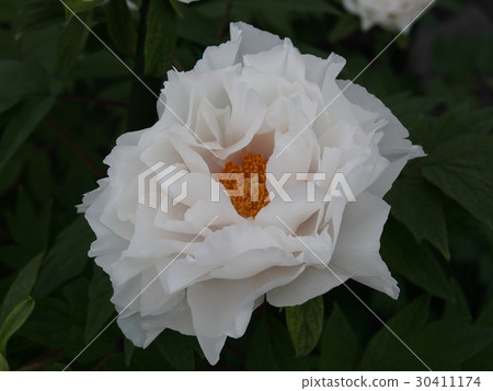 Pure white peony 30411174