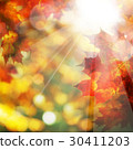 Fall Leaves and Sunlight. Autumn Background 30411203