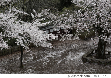 Mt. Masayama滿是落花 30411540