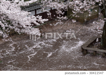 Mt. Masayama滿是落花 30411547