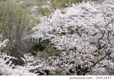Mt. Masayama滿是落花 Mt. Masayama滿是落花 30411647