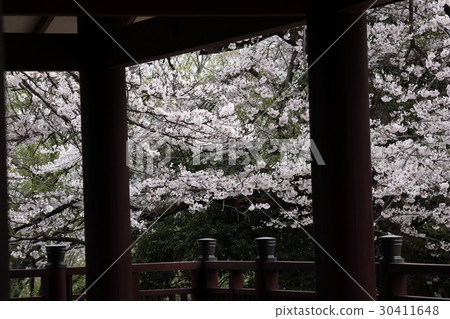 Mt. Masayama滿是落花 30411648