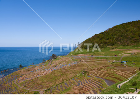 White rice Senjita White rice Senjita 30412107