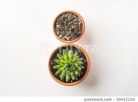 Top view of succulent green plant on white desktop 30412150