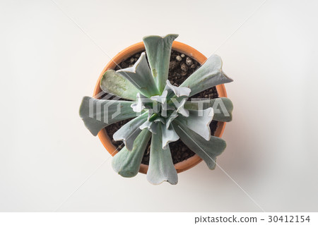 Top view of succulent green plant on white desktop 30412154