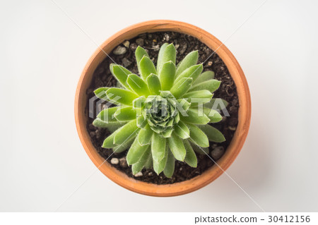 Top view of succulent green plant on white desktop 30412156