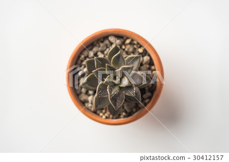 Top view of succulent green plant on white desktop 30412157