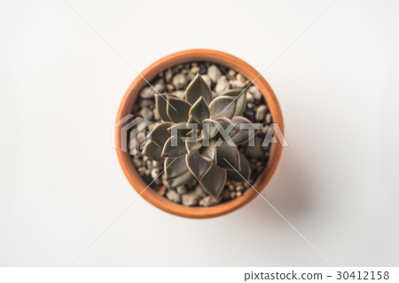 Top view of succulent green plant on white desktop 30412158