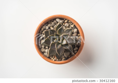 Top view of succulent green plant on white desktop 30412160