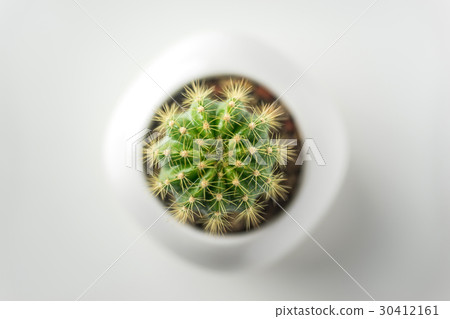 Top view of succulent green plant on white desktop 30412161