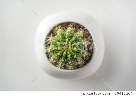 Top view of succulent green plant on white desktop 30412164