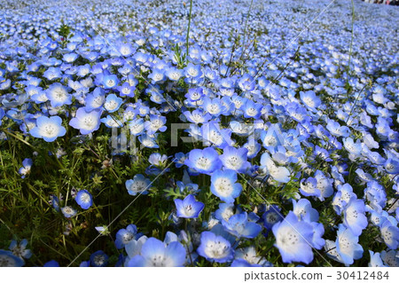 Nemophila in full bloom 30412484
