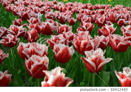 Tulip field 30412485