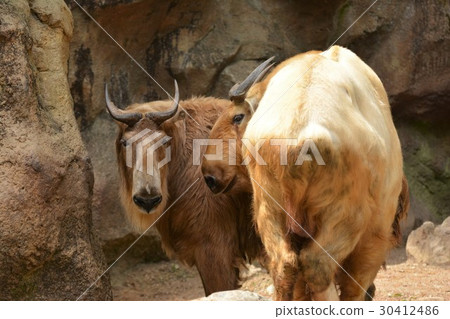 A pair of Golden Takin 30412486