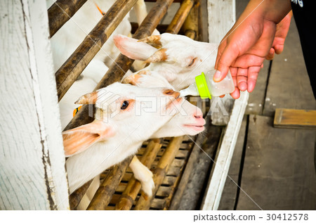 Feed the hungry goat with milk Feed the hungry goat with milk 30412578
