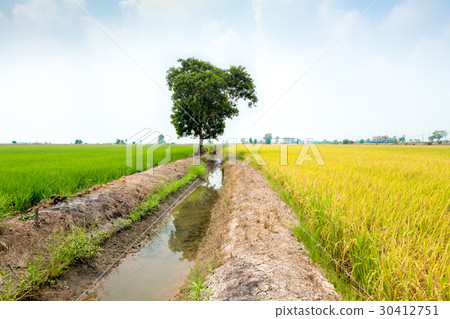 Beautiful colorful Green and yellow rice filed  30412751