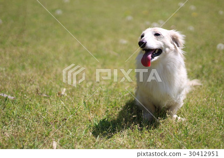 Pokapoka walk 30412951