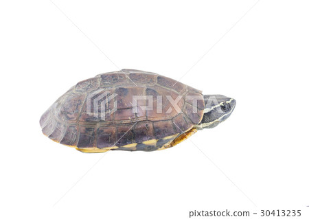 Turtle isolated on a white background Turtle isolated on a white background 30413235