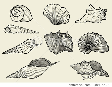 seashells on beige background seashells on beige background 30413328