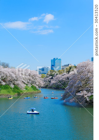 Cherry blossoms in full bloom at Chidorigafuchi and cherry blossoms with boat fun 30413520