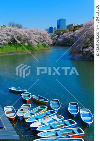 櫻花盛開在Chidorigafuchi和休閒船 30413526