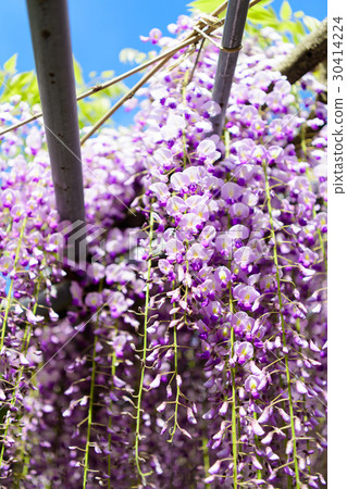  Wisteria flowers 30414224