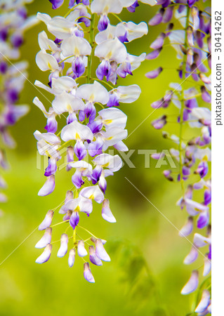 Kawachi Fujien 2017 30414262