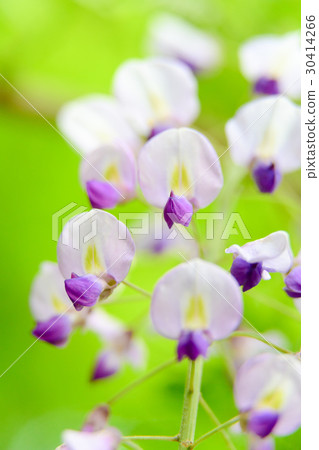 Fuyu's flower close-up 30414266